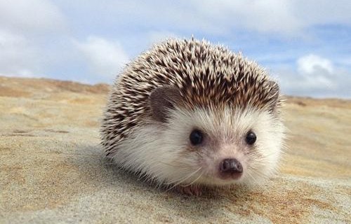 家里总有莫名的呼吸声——原来是刺猬