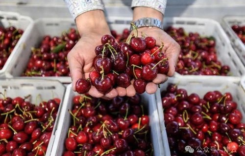 900多吨智利车厘子抵达，全球果品盛宴的甜蜜启幕