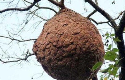 游客误惹马蜂窝，遭遇马蜂追击的惊险之旅