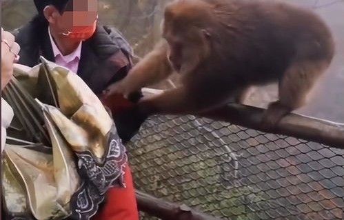 挺秃然!男子爬山遭遇猴子骑脖摘假发事件纪实