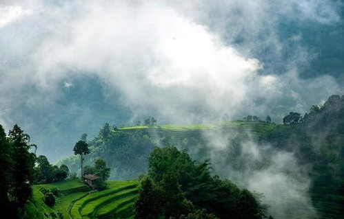 哀牢山再现自然奇观，珍稀野生动物频繁现身镜头之下