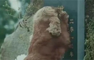 白龙马与主人的救赎之旅，高烧40度的英勇与忠诚