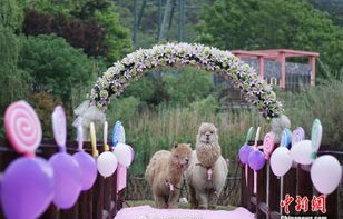 幼儿园为羊驼办婚礼，一场特别的份子钱盛宴