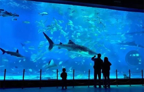 海洋公园回应躺着睡觉的鱼死亡事件