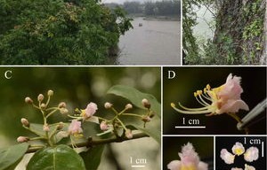 广西新物种揭秘，阳朔风筝果的发现与探索