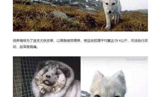 哈尔滨白狐被拔牙事件，官方回应与公众关注