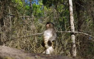 挺秃然的,男子爬山遭遇猴子骑脖摘假发事件纪实
