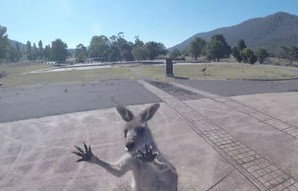 美国女子因穿睡衣遛狗不幸冻死自家后院