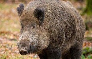 河南一县城周边近2000头野猪现象分析