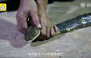 男子等红绿灯时意外发现剧毒眼镜王蛇