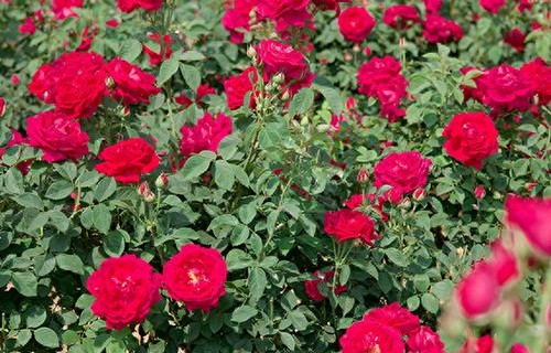 短剧红玫瑰的魅力之旅