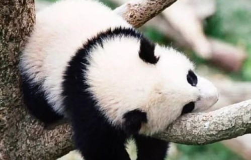 八岁童扔玩具遭终身禁入熊猫基地，一次深刻的环保教育