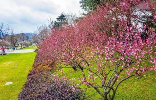 南京玄武湖绽放罕见六瓣梅花，自然界的奇迹与文化底蕴