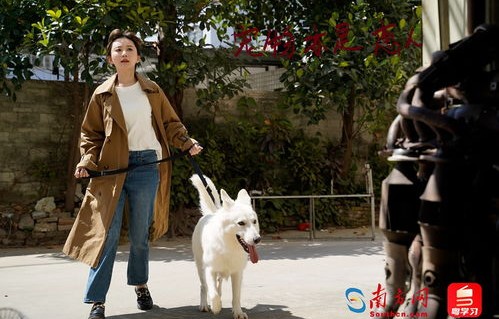 短剧新版，她死后，薄爷跪在墓前哭成狗（91集）