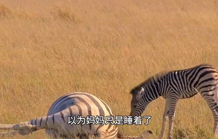 动物园斑马应激反应致撞墙死亡事件深度解析