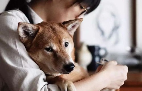 短剧甜狗择妻记，92集的浪漫之旅