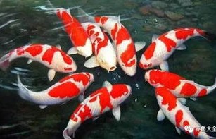 揭秘观音桥惊现死亡锦鲤事件，三十多个编织袋的背后