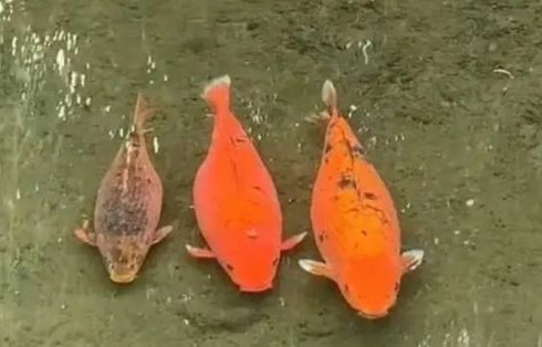 趵突泉猪鲤减肥之路，一次未果的尝试