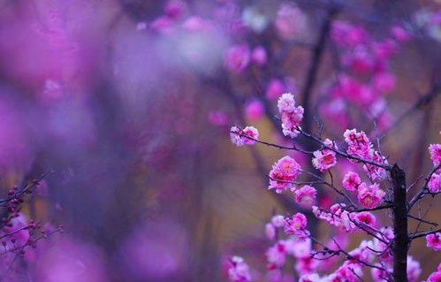 短剧春棠花欲醉的魅力与深度