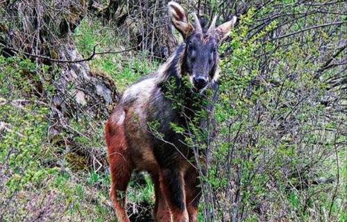 甘肃罕见发现，16只豺同框，生态保护成果显著