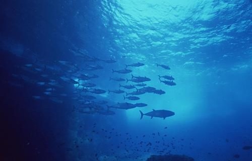 探寻璀璨之海——短剧散落海底的星