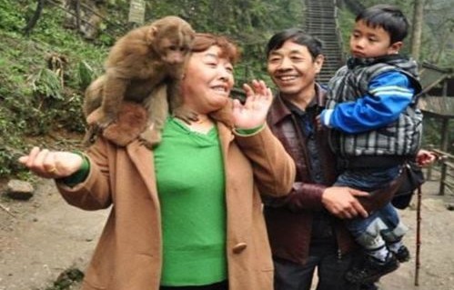 游客遭遇猴哥的教训，弹弓防猴反被猴戏