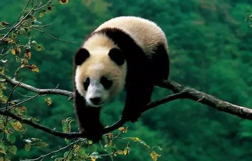 大熊猫彻夜待树上思考熊生