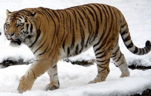 游客遇野生东北虎，我是本地的故事