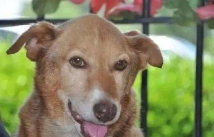 小孩哥与狗狗的欢乐互动，作业的命运与藏不住的笑容