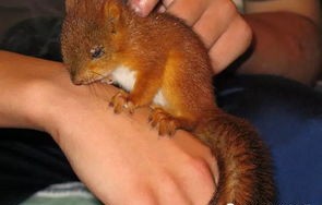 男生投喂松鼠意外被抓出血，一次与自然的亲密接触