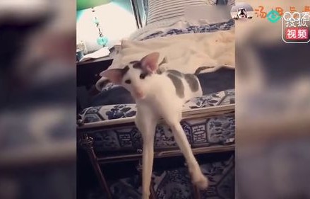 短剧毒宠的魅力与影响