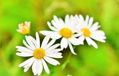 尘埃里的花朵，一部65集短剧的魅力之旅