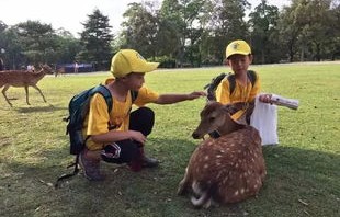 数百人热潮涌动，上海交大鹿群亮相引爆校园热潮
