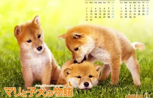 狗妈妈的爱,生命的奇迹与求救的呼唤