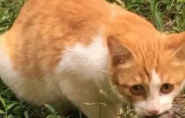 流浪猫的温暖故事，被喂食物后带孩子找上门