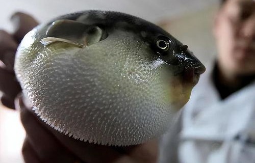 商家积极回应，女子疑似河豚中毒事件调查始末