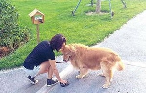 短剧系统，我在叫我做添狗的99集旅程