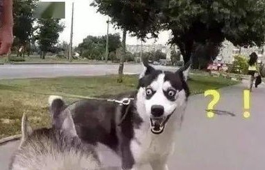 市民散步偶遇鸟界二哈，顺手救助展现人间温情