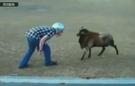 博主遭遇巨大损失，240头羊被烧死，抚养六孩面临巨大挑战