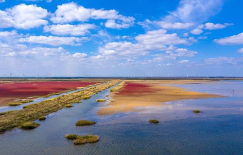 时习之，一片盐碱地的绿色蝶变
