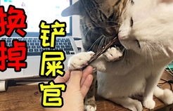 迎接新春，第一批回家过年的猫狗已经在路上了