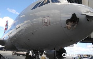 韩国起火客机遭鸟撞击画面曝光，航空安全再敲警钟