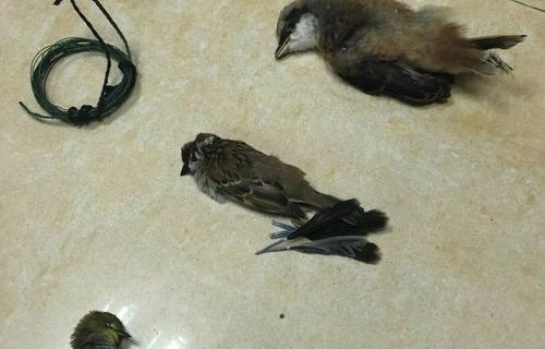 男子撞死二级保护动物，被判赔1.5万元，生态保护的法律与责任