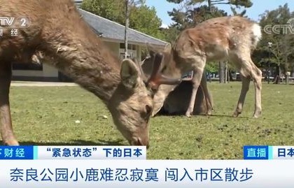 女生遭遇日本小鹿意外戳伤，忍痛回国接受治疗