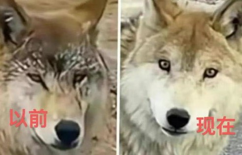 男子养了3年的小狗竟是野狼，一段人兽共生的奇妙故事