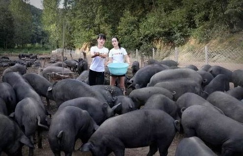 女子助人按猪反遭踢伤，年猪的野性之痛