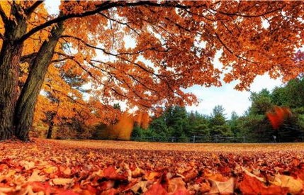 各地陆续进入赏秋季——秋意浓情，共赏金秋美景