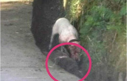 紧急时刻,老虎进村扑咬老人,快速拉门脱险的惊险经历