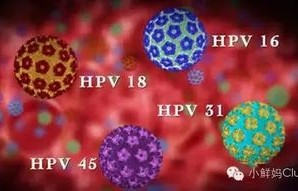 多数人感染HPV后两年内可自愈，了解HPV与人体免疫力的关系
