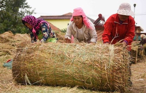 媒体热议，一刀切禁烧秸秆是否真的折腾了农民？